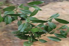Sarcococca coriacea